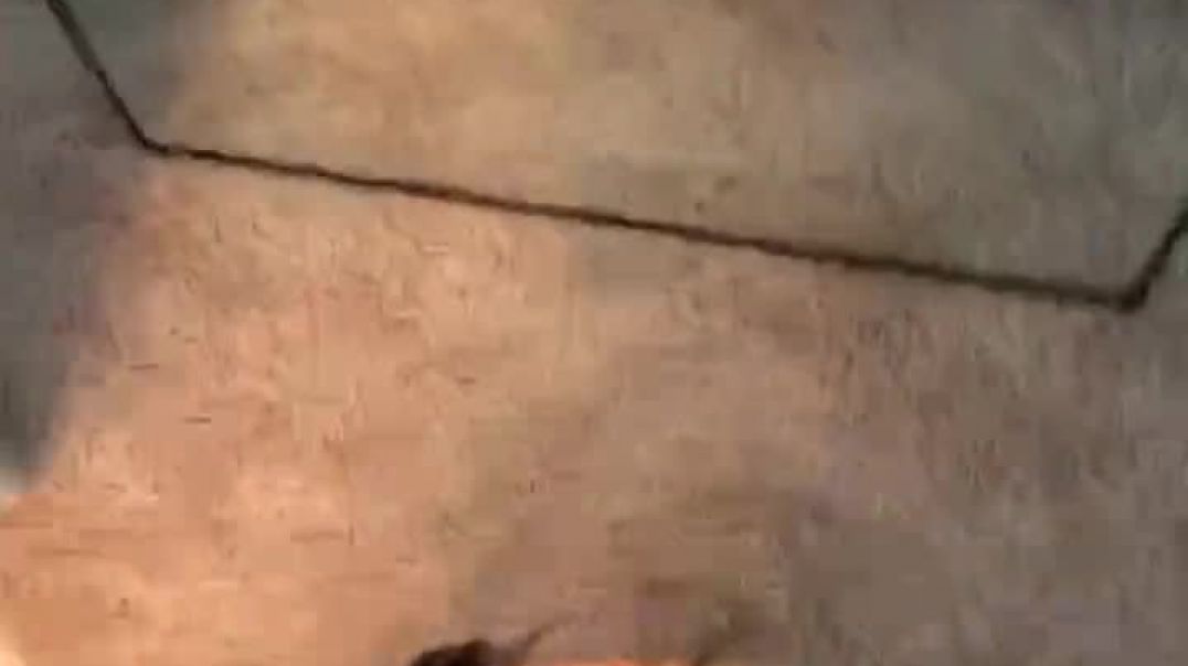 Quick head